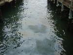 Oil Spill along the Alcatraz Pier