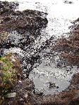 Oil Washes Along the Tidepools on Alcatraz