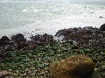 Oil washes up along the shores of Alcatraz
