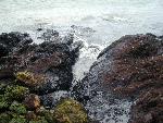 Oil Spill Washes Up Along Alcatraz