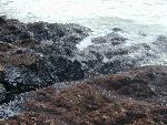 Oil Washes Along Shores 1530 hours
