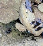 Oiled Crab on Alcatraz