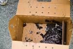 Wildlife Rescue
