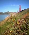 Coastal bluffs seep