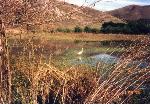 Wetlands of Big Lagoon