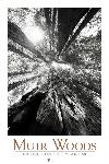 100th Anniversary Muir Woods posters