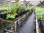 Greenhouse view