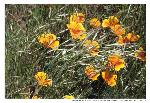 Fort Barry poppies
