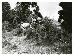 Youth clearing exotic plants, 1978