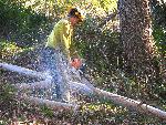 Cutting Eucalyptus at Fort Barry
