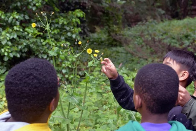 Students surround and touch a tall yellow flower