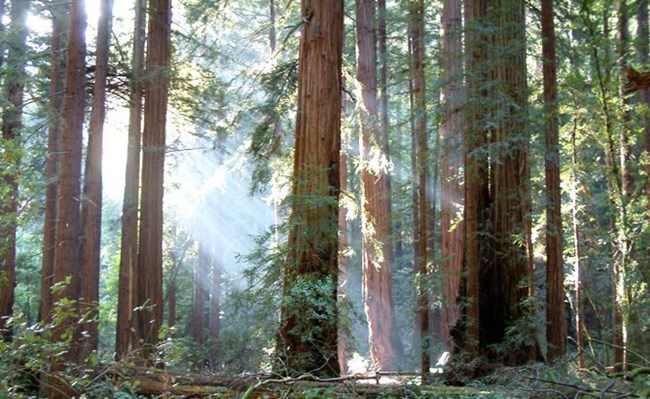 Sun rays beaming in the redwood forest.