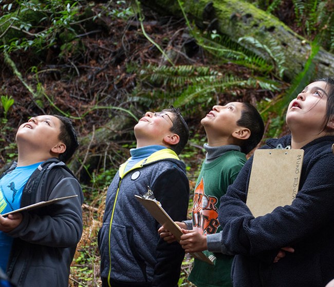 Students gazing up at the redwoods.