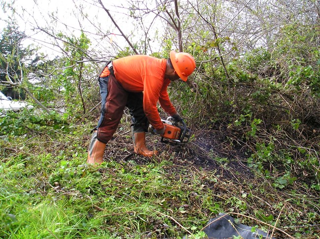Contractor clearing Cape ivy from riparian habitat