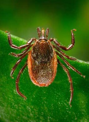 A tick waits to grasp a passerby from trailside vegetation.