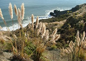 Jubata carpeting the Marin coast and killing off native flora and fauna