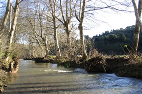 Riparian forest of white alders along Redwood Creek