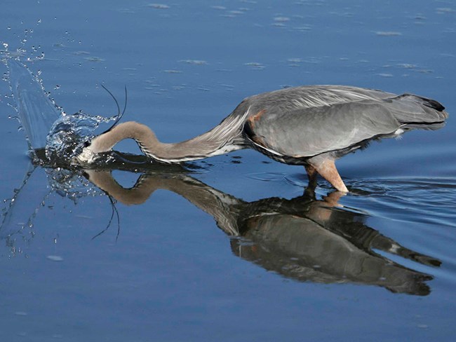 Action shot of blue heron foraging for food.