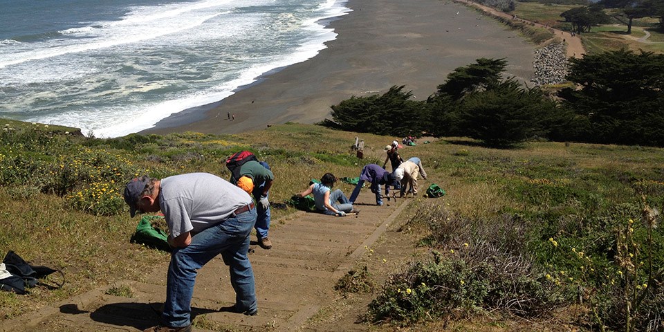 Volunteers work on restoration projects at Mori Point.