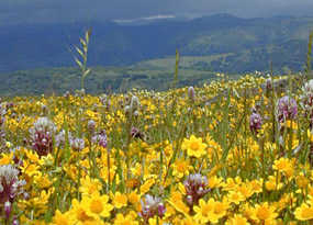 Goldfields carpeting Coyote Ridge