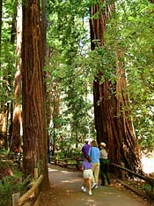 Redwoods at Muir Woods