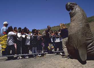 Group of children view large elephant seal in an environmental education class at the Marine Mammal Center.