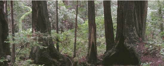 fire scars at Muir Woods