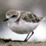 Western Snowy Plover