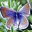 Close-up of Mission blue butterfly