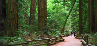 After a nice shower the trails of muir woods, showing the true green of this beautiful place!