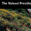 A hillside of wild flowers at the Presidio. 