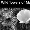 A  checklist of the Wildflowers of Marin