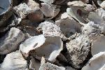 Oyster Shells