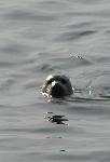 Harbor Seal