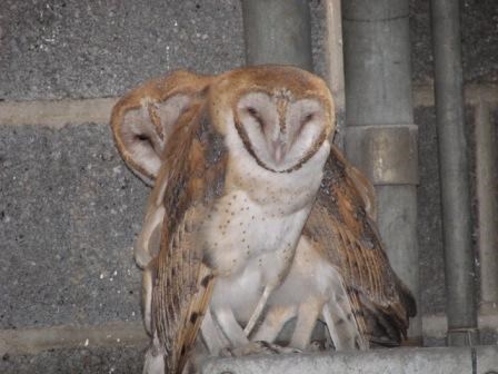 Barn Owls at Fort Jay