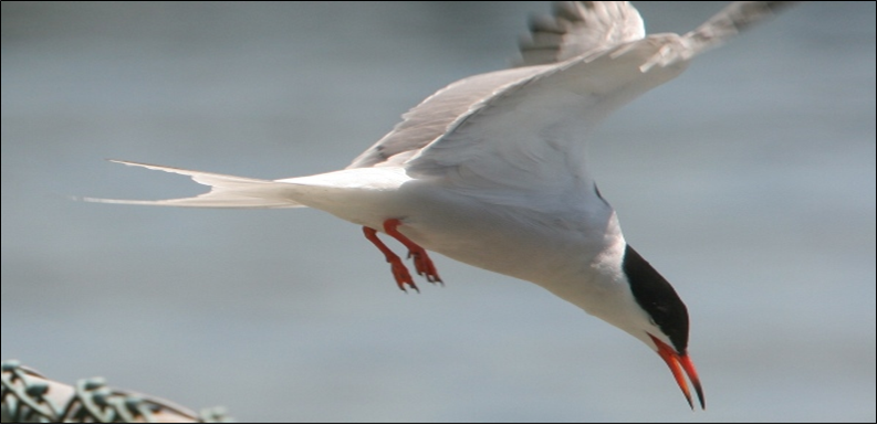 A tern dives on Governors Island