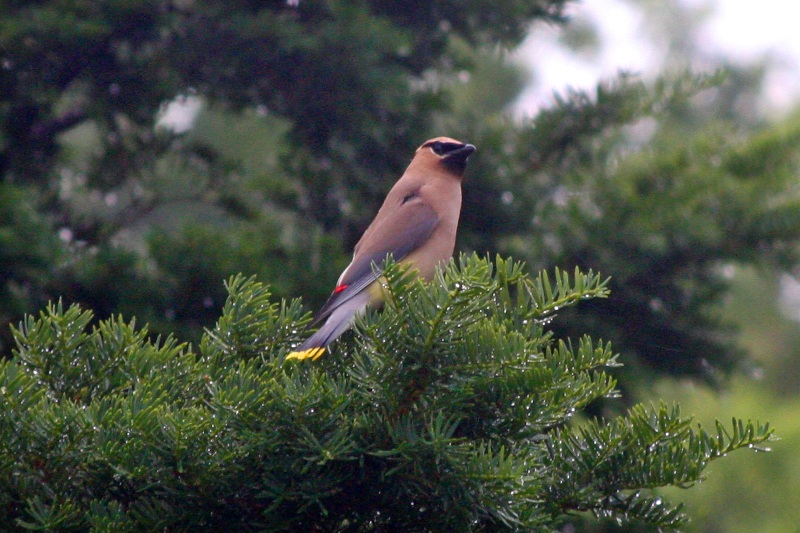 Cedar Waxwing at Fort Jay, Summer of 2008