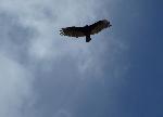 Golden Eagle