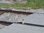 Long-tailed Weasel