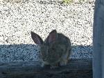 cottontail