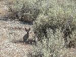 Jackrabbit