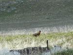 Yellow-bellied Marmot