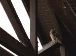 Great Horned Owl