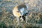 Pronghorn Antelope