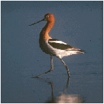 avocet[1] 2