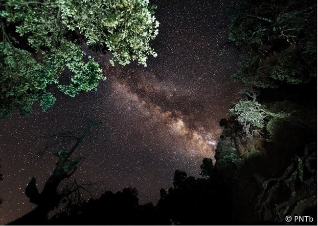 A view through the trees of the many brightly shining stars in the night sky of the park