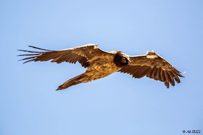 A Bearded Vulture flying in blue, open skies over the park.