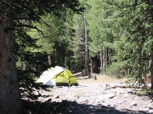 Tent among trees