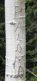 A typical aspen carving consists of the sheepherders name.