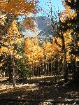 Aspens